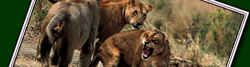 For a Tanzania guide click here